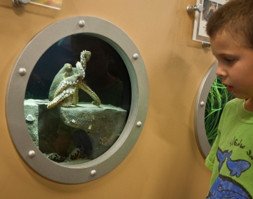 Santa Monica Pier Aquarium Birthday Party Jewel Tank